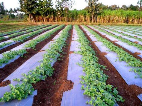 can silver metallic plastic mulch go in green houses|plastic mulch for soil.